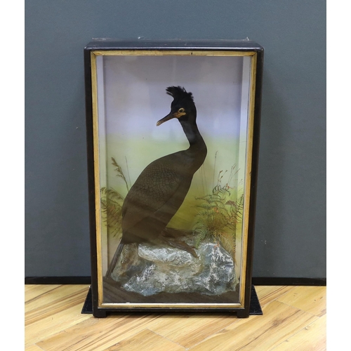 284 - A cased taxidermic Common Shag, case 77cm high