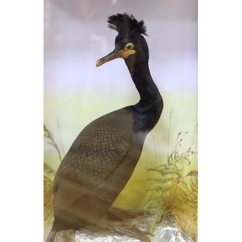 284 - A cased taxidermic Common Shag, case 77cm high