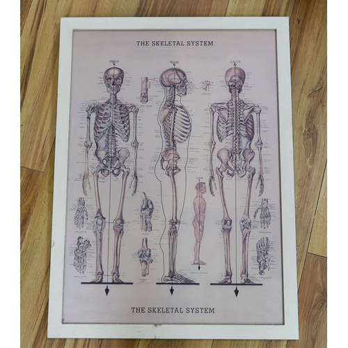 296 - A set of Netters Musculoskeletal Anatomical flash cards, published by the University of Virginia, t... 