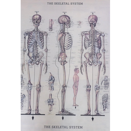 296 - A set of Netters Musculoskeletal Anatomical flash cards, published by the University of Virginia, t... 