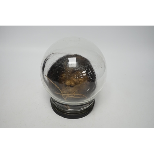 1391 - A copy of a shrunken head, in animal hide, mounted inside a glass dome on turned base, 18cm high... 