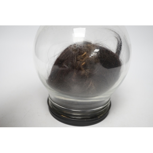 1391 - A copy of a shrunken head, in animal hide, mounted inside a glass dome on turned base, 18cm high... 