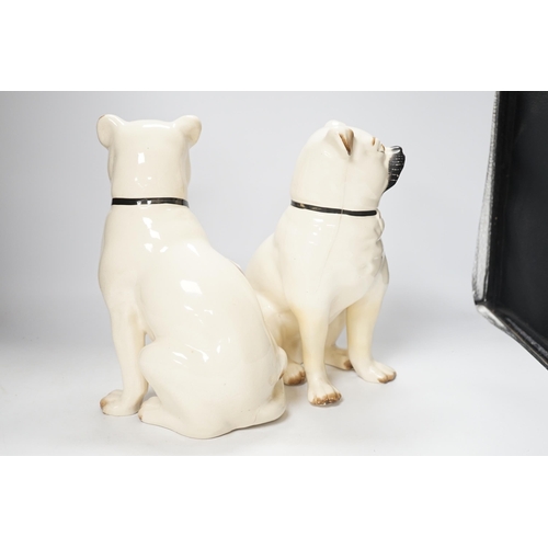 1426 - A pair of Staffordshire pug dogs, 28cm high