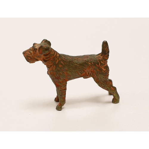 1554 - An Austrian cold painted bronze of a Airedale Terrier, approx 5cm wide