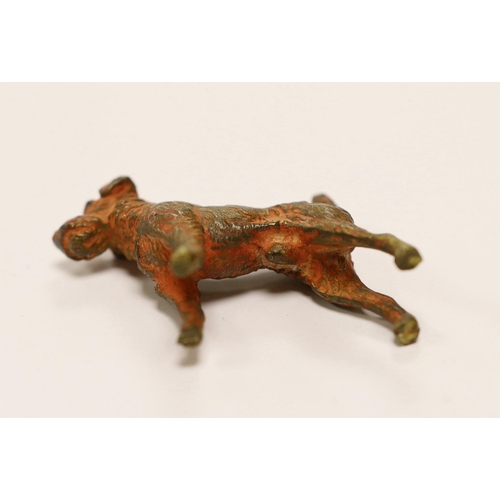 1554 - An Austrian cold painted bronze of a Airedale Terrier, approx 5cm wide