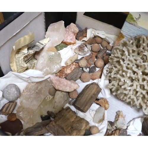 350 - A collection of fossils, mineral specimens and coral