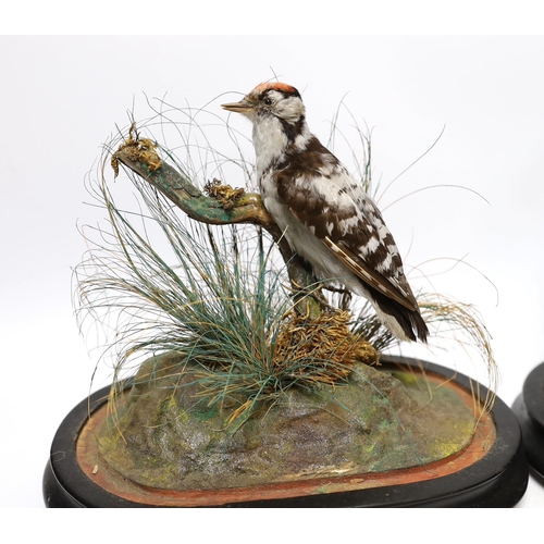 574 - Two 19th century taxidermy birds under glass dome: a Kingfisher and a Great Spotted Woodpecker, 22cm... 