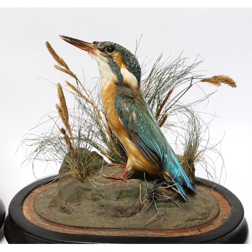 574 - Two 19th century taxidermy birds under glass dome: a Kingfisher and a Great Spotted Woodpecker, 22cm... 