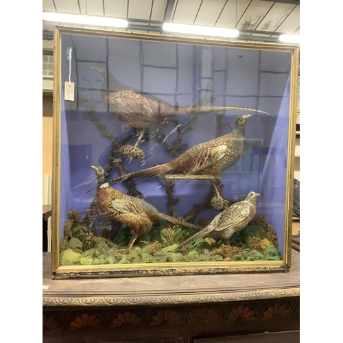 1055 - A taxidermy display of four pheasants among branches, glazed case, width 100cm, height 98cm