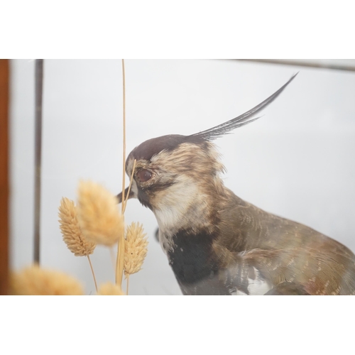 1308 - A taxidermy cased lapwing, case 34 x 30 x 24cm