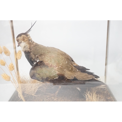 1308 - A taxidermy cased lapwing, case 34 x 30 x 24cm