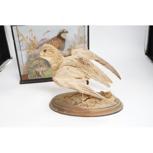 1330 - A small taxidermy cased Bobwhite Quail (case cracked) together with an uncased taxidermy snipe (2), ... 