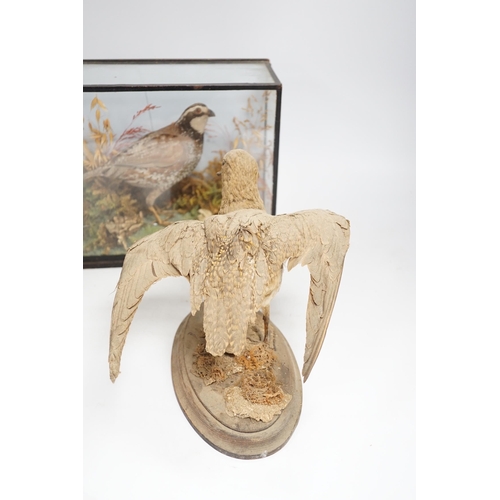 1330 - A small taxidermy cased Bobwhite Quail (case cracked) together with an uncased taxidermy snipe (2), ... 