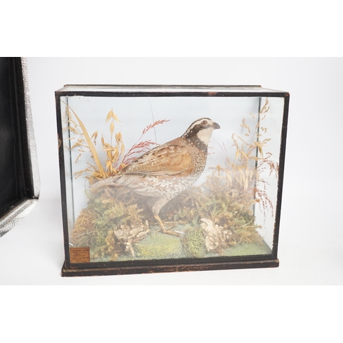 1330 - A small taxidermy cased Bobwhite Quail (case cracked) together with an uncased taxidermy snipe (2), ... 