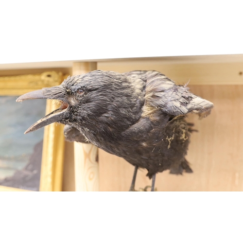 1397 - A taxidermy crow on stand 32cm high