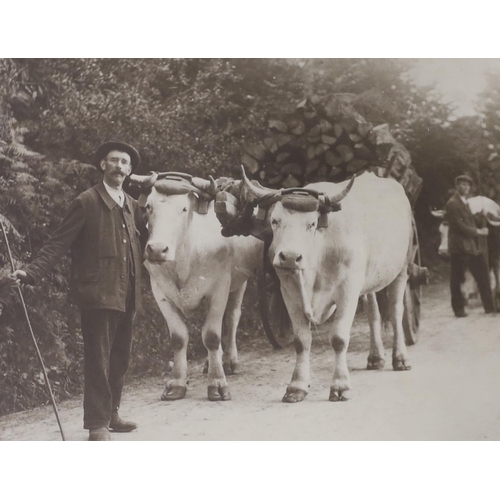 1461 - Three framed early 20th century farming photographs, largest 59.5cm wide x 39.5cm high