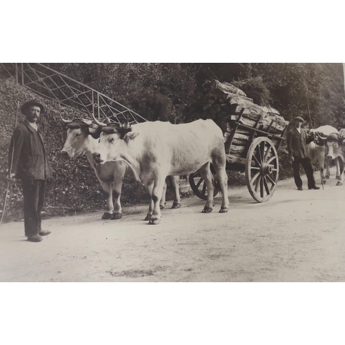 1461 - Three framed early 20th century farming photographs, largest 59.5cm wide x 39.5cm high