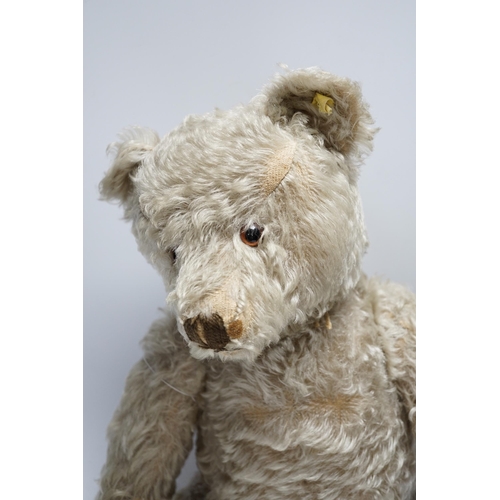 327 - Steiff bear, c.1950's, button and label, 50cm, one ear loose, holes to paw pads, small patch of wear... 