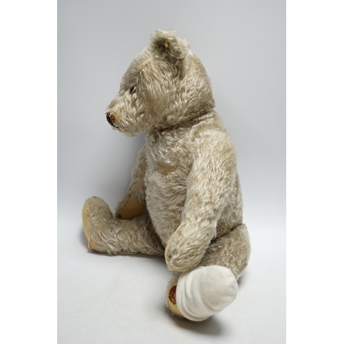 327 - Steiff bear, c.1950's, button and label, 50cm, one ear loose, holes to paw pads, small patch of wear... 