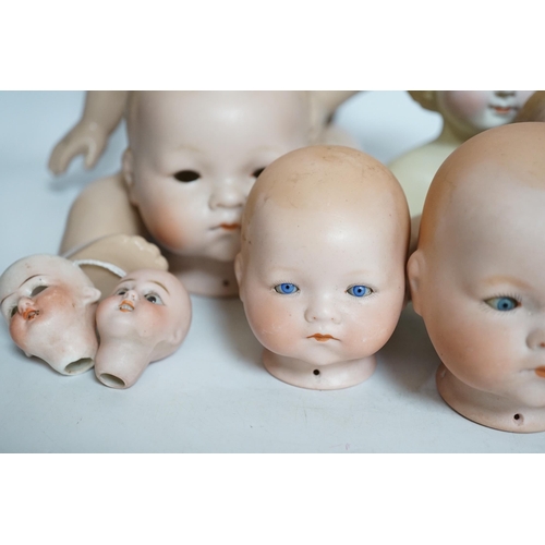 329 - Ten bisque doll's heads and a reproduction Jules Steiner doll