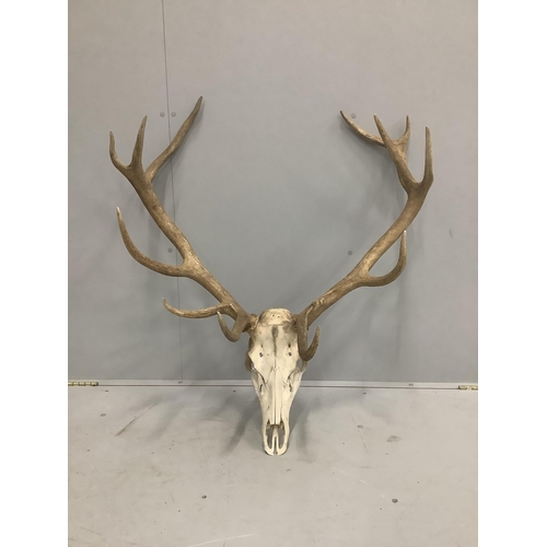 1154 - A twelve point stag skull with antlers, diameter 90cm