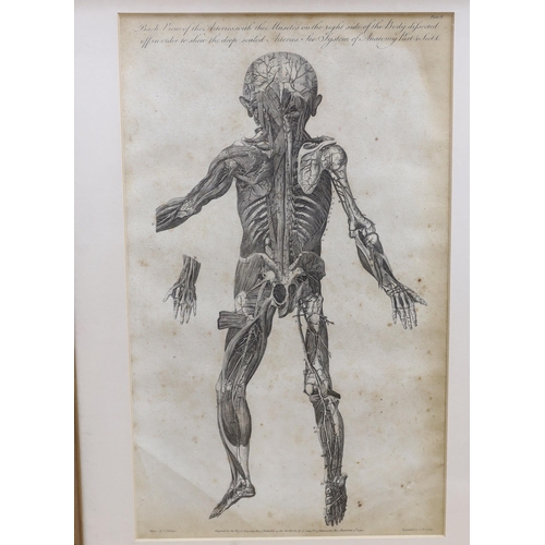 720 - Six medical and anatomical 18th century engravings, including arteries with the muscles on the right... 