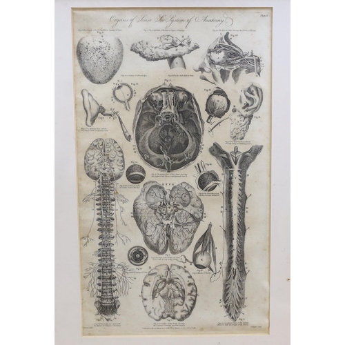 720 - Six medical and anatomical 18th century engravings, including arteries with the muscles on the right... 