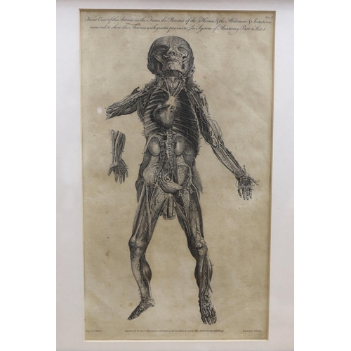 720 - Six medical and anatomical 18th century engravings, including arteries with the muscles on the right... 