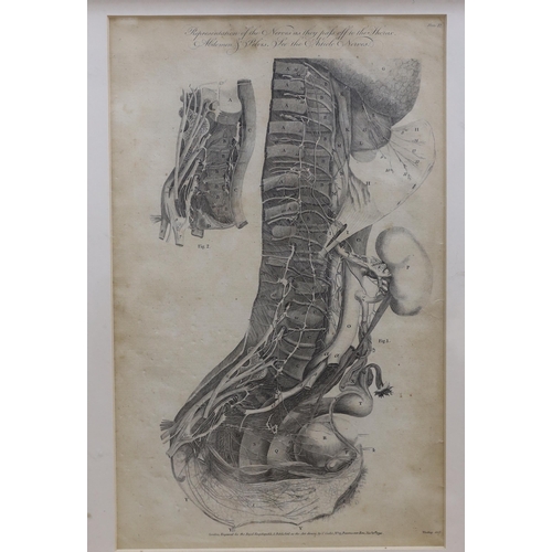 720 - Six medical and anatomical 18th century engravings, including arteries with the muscles on the right... 