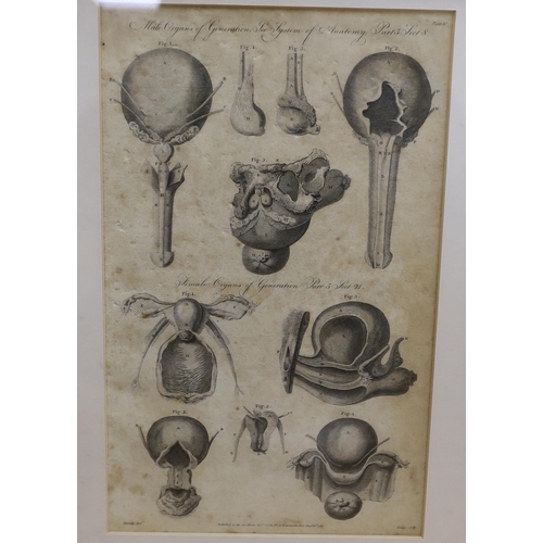 720 - Six medical and anatomical 18th century engravings, including arteries with the muscles on the right... 