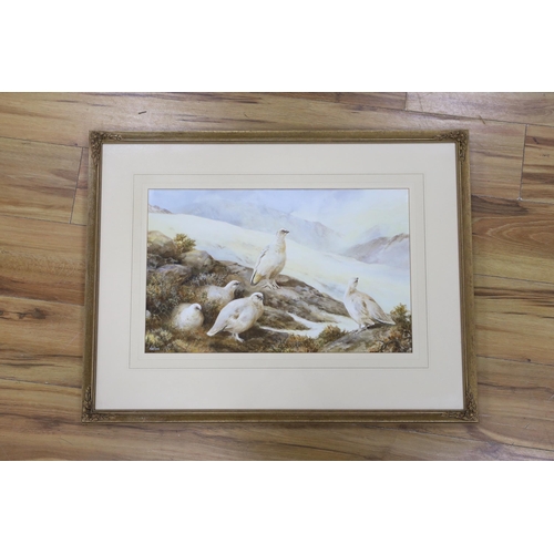 1747 - Neil Cox (b. 1955) watercolour, Ptarmigan, signed, 32 x 52cm