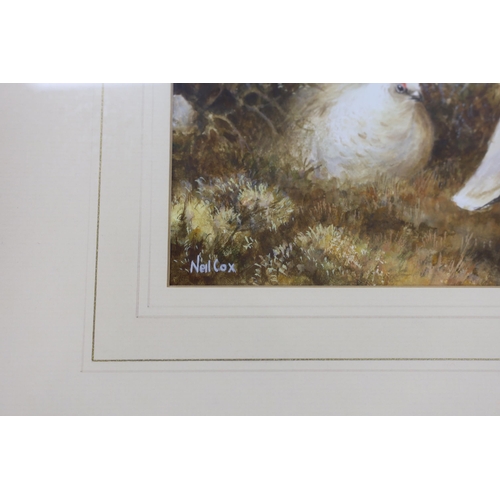 1747 - Neil Cox (b. 1955) watercolour, Ptarmigan, signed, 32 x 52cm