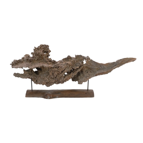 25 - ** ** A large section of Andaman Padauk burr wood of sculptural form, mounted on a stand, 148cm wide... 