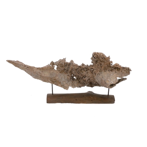 25 - ** ** A large section of Andaman Padauk burr wood of sculptural form, mounted on a stand, 148cm wide... 