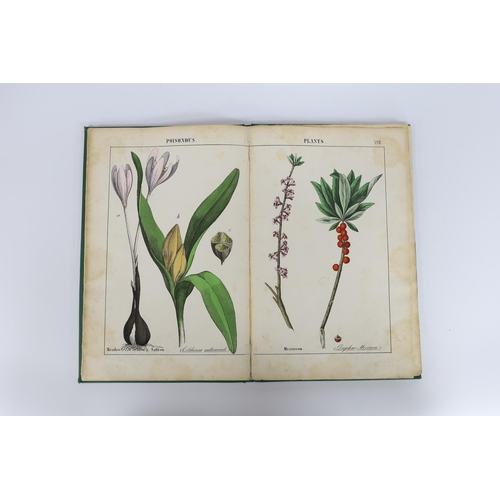 300 - ° ° [Yonge, Charlotte Mary] - The Instructive Picture Book, or Lessons from the Vegetable World, tal... 