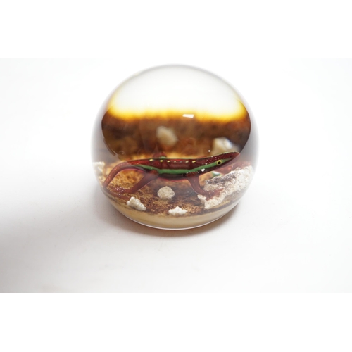 592 - A Paul Ysart salamander glass paperweight, Harland period, PY cane, pebble ground, 6.5cm Provena... 