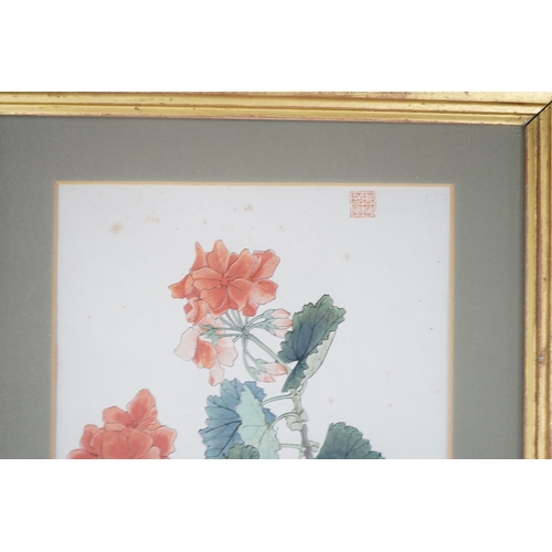 711 - Chinese School, watercolour, Pelargoniums, 26 x 19cm