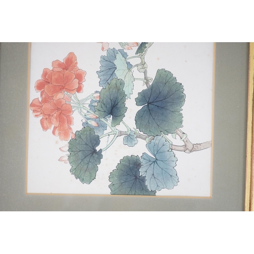 711 - Chinese School, watercolour, Pelargoniums, 26 x 19cm