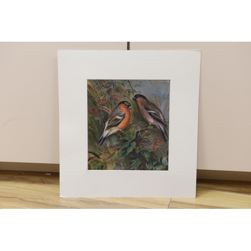 721 - T. Rigley, watercolour, Bullfinches on brambles, signed, unframed, 24 x 22cm