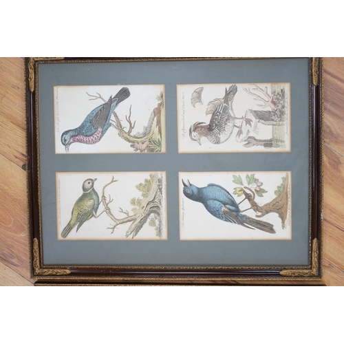 767 - Four 18th century colour engravings, mounted and framed as a pair, Birds and flowers including The S... 