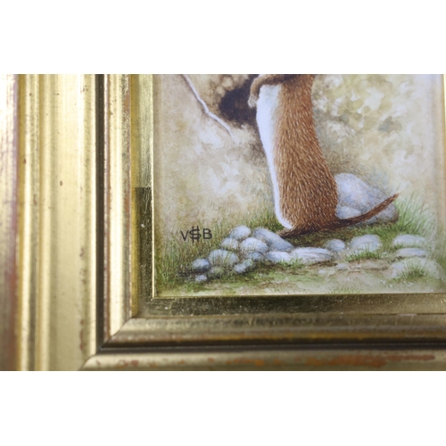 780 - Victor H S Burroughs (1900-1979) miniature watercolour, study of a ferret, monogrammed, 8 x 6.5cm... 