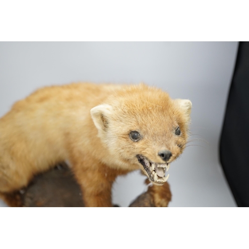 1346 - A taxidermy red ferret on a branch, 64cm wide