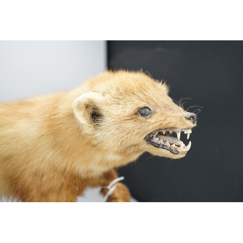 1346 - A taxidermy red ferret on a branch, 64cm wide