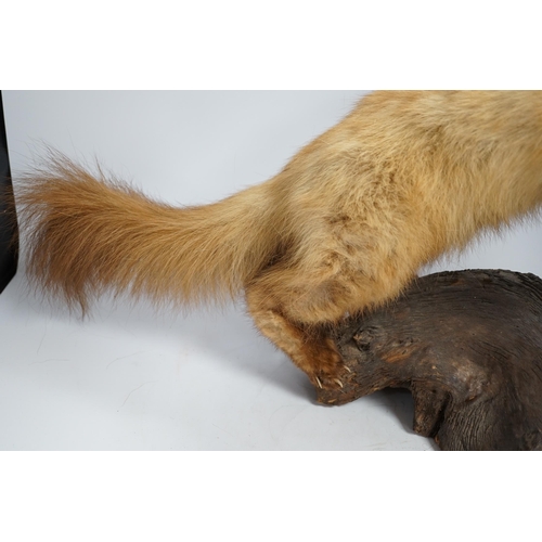 1346 - A taxidermy red ferret on a branch, 64cm wide