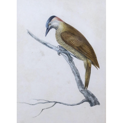 821 - Early 19th century school, pair of watercolours, studies of birds including The Brazilian Finch, 17 ... 