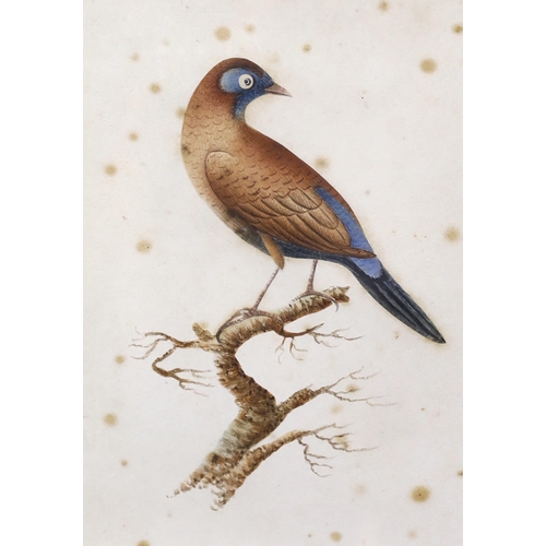 821 - Early 19th century school, pair of watercolours, studies of birds including The Brazilian Finch, 17 ... 