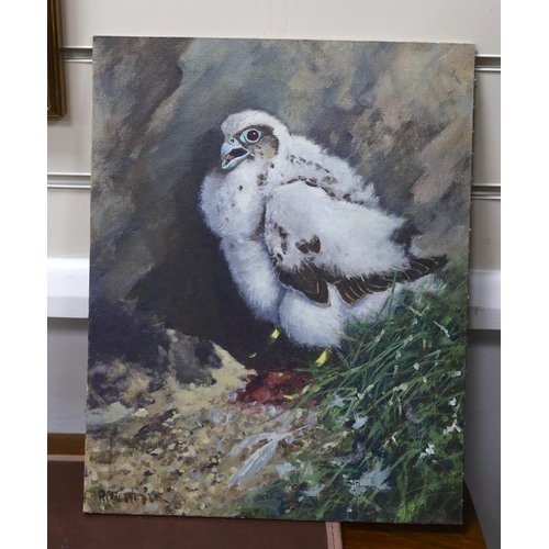 826 - 20th century school, oil on canvas board, Study of a chick, indistinctly signed lower right, 36 x 28... 