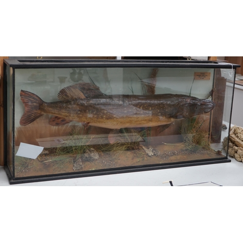 1336 - A taxidermic pike with plaque inscribed 'Caught. Wire Mill. Dec. 1st 1935. 11 lbs', 94cm wide. Condi... 