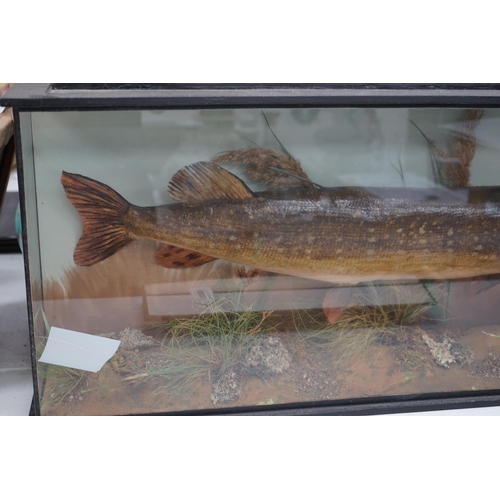 1336 - A taxidermic pike with plaque inscribed 'Caught. Wire Mill. Dec. 1st 1935. 11 lbs', 94cm wide. Condi... 