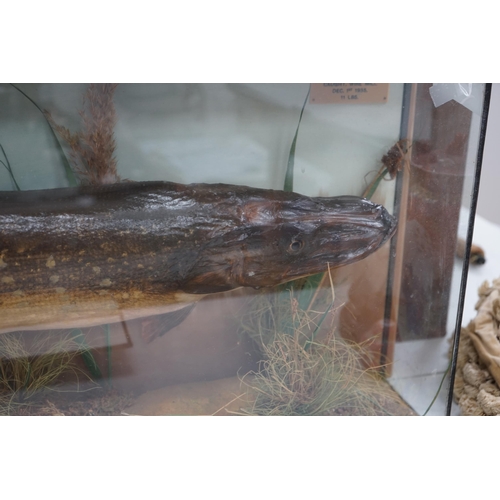 1336 - A taxidermic pike with plaque inscribed 'Caught. Wire Mill. Dec. 1st 1935. 11 lbs', 94cm wide. Condi... 